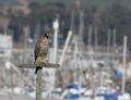 Red-shouldered Hawk